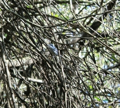 Polioptila dumicola