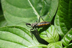 Rhynocoris marginellus