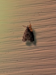 Eudonia heterosalis