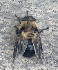 Cephenemyia