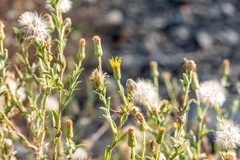 Heterotheca oregona