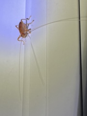 Camptonotus carolinensis