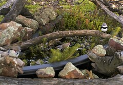 Stagonopleura guttata