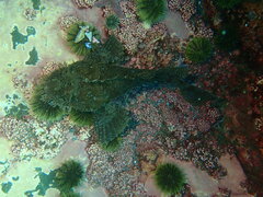 Hemitripterus americanus