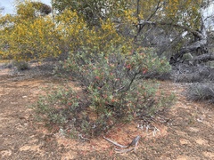 Eremophila