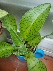 Kalanchoe gastonis-bonnieri