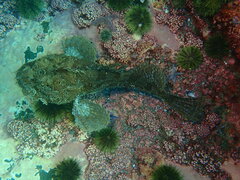 Hemitripterus americanus