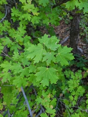 Acer grandidentatum
