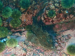 Hemitripterus americanus