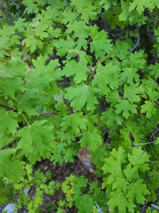 Acer grandidentatum