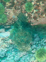 Hemitripterus americanus