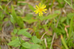 Hieracium umbellatum