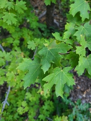Acer grandidentatum