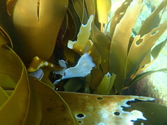 Membranipora membranacea