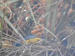 Rauenia bonariensis