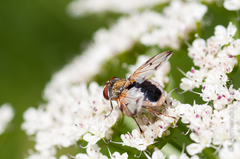 Ectophasia leucoptera