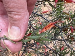 Eremophila