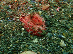 Actiniidae
