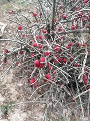Castela erecta