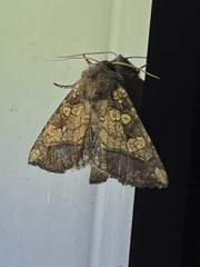 Papaipema cataphracta