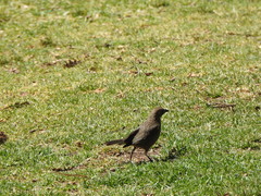 Molothrus bonariensis