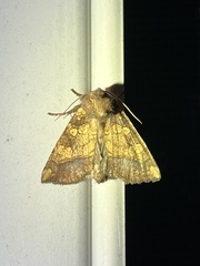 Papaipema cataphracta