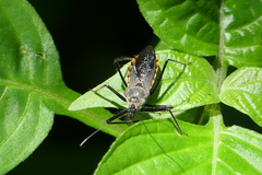 Rhynocoris marginellus