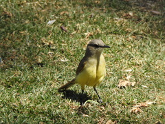 Machetornis rixosa