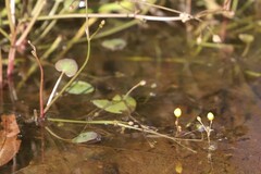 Nymphoides aurantiaca