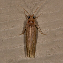 Polycentropodidae