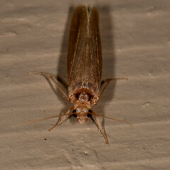 Polycentropodidae