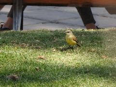 Machetornis rixosa