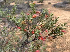 Eremophila