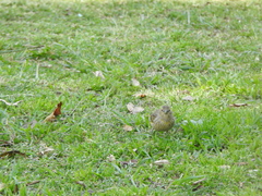 Sicalis flaveola