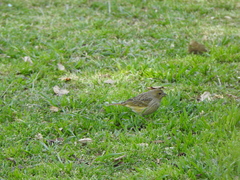Sicalis flaveola