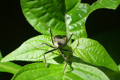 Rhynocoris marginellus