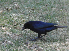 Molothrus bonariensis