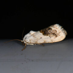 Ponometia erastrioides