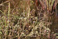 Nymphoides aurantiaca