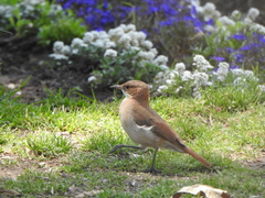 Furnarius rufus