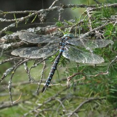 Aeshna canadensis