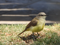 Machetornis rixosa