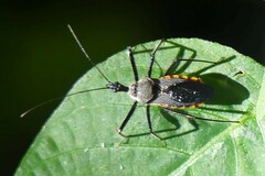 Rhynocoris marginellus