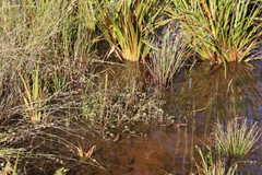 Nymphoides aurantiaca