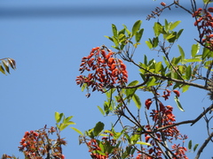 Erythrina falcata