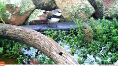 Stagonopleura guttata