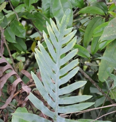 Polypodioideae