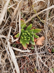 Dudleya