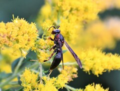 Polistes parametricus