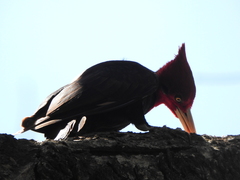 Campephilus leucopogon